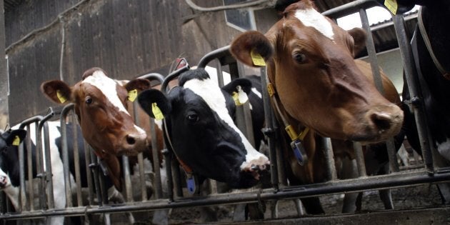 Le gouvernement doit créer des programmes favorisant la transition vers une agriculture végétale et la reconversion des éleveurs et des pêcheurs.