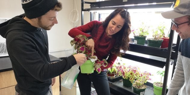 Des élèves apprennent à bien faire pousser des plants de coléus, semblables à des plants de cannabis.