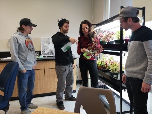 Contourner la loi? Que nenni. Le Collège communautaire du Nouveau-Brunswick s'est associé à des entreprises de cannabis médicinal pour offrir des stages à leurs étudiants.