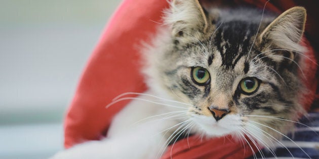 Un Chat Retrouve Dans Un Colis A 10 Km De Chez Lui Retrouve Sa Famille Huffpost Quebec Vivre