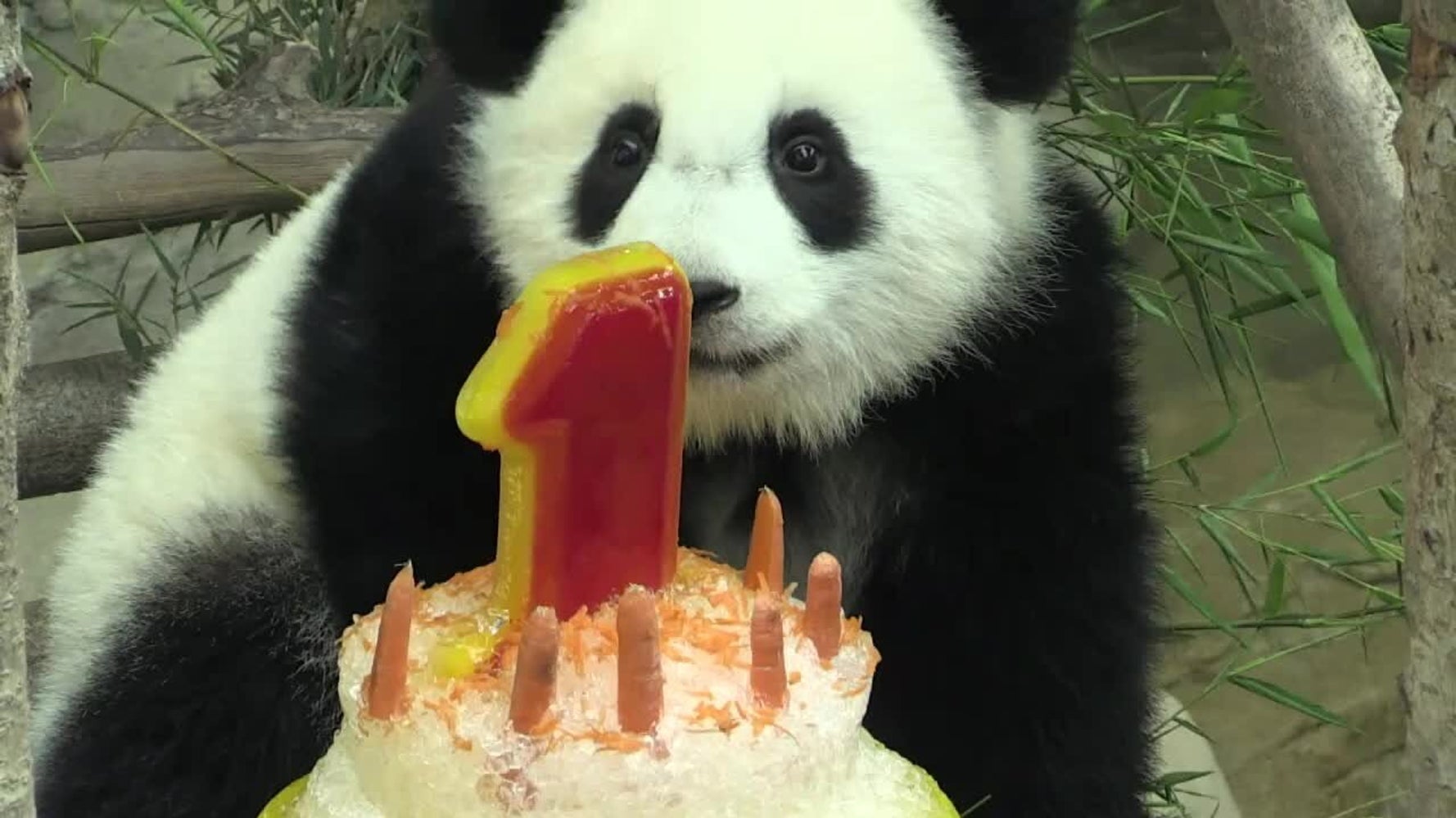 Ce Panda Geant Fete Son Premier Anniversaire Dans Un Zoo De Kuala Lumpur Huffpost Quebec Vivre