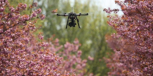 BERLIN, GERMANY - APRIL 20: A photographer's drone flies among blossoming cherry trees on April 20, 2017 in Berlin, Germany. Farmers are concerned that a recent cold snap that brought snow flurries to Germany, including Berlin, yesterday has damaged cherry trees and other fruit-bearing trees. (Photo by Sean Gallup/Getty Images)