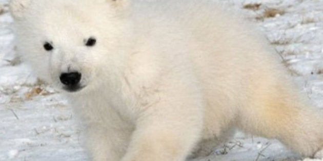 Un Bebe Ours Polaire Adorable Huffpost Nouvelles