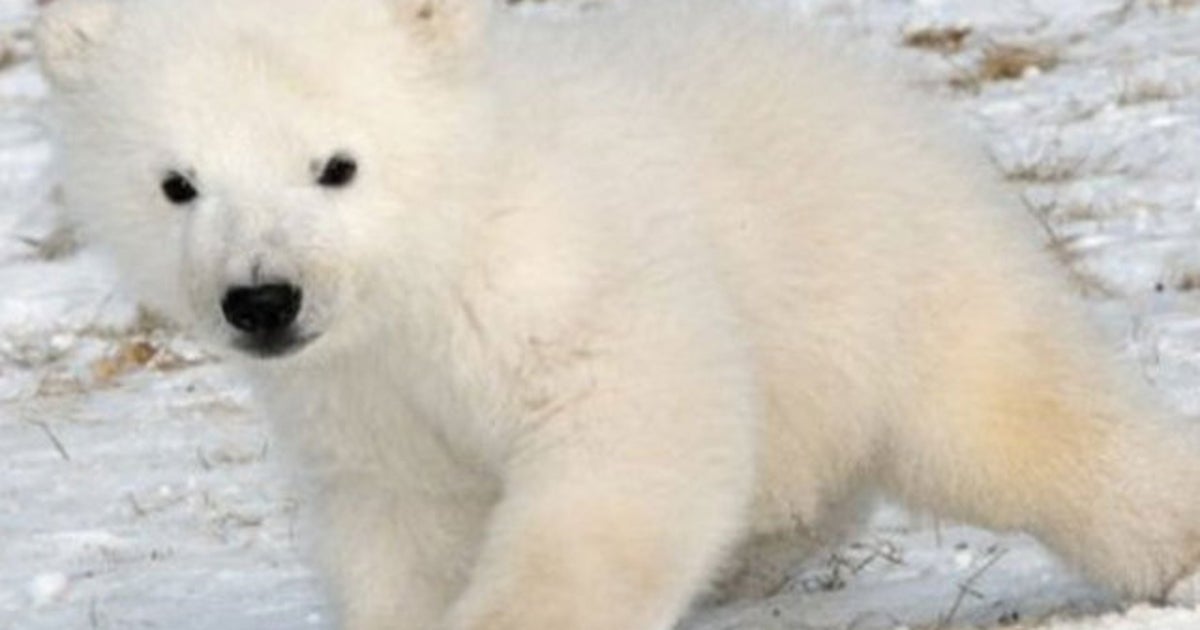 Un bébé ours polaire adorable | HuffPost Nouvelles
