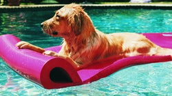 8 choses à savoir sur le coup de chaud et la baignade chez le