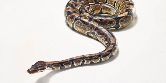 portrait of a python against white