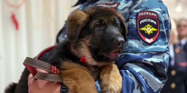 A Russian police officer holds a puppy, named Dobrynya, before presenting it to French police in the French Embassy in Moscow, Russia, Monday, Dec. 7, 2015. Russian police puppy Dobrynya will take place of a French service dog Diesel which died in a special operation held in Paris on November 18. (AP Photo/Pavel Golovkin)