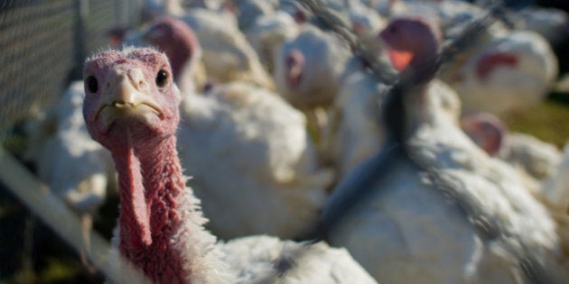 Bloomberg's Best Photos 2013: Turkeys stand in a pen at the DiPaola Turkey farm in Hamilton, New Jersey, U.S., on Monday, Oct. 21, 2013. Over 254 million turkeys were raised in the U.S. this year, and on average each American will consume 16.1 pounds of the meat over the course of 12 months, according to the U.S. Census Bureau. Photographer: Craig Warga/Bloomberg via Getty Images