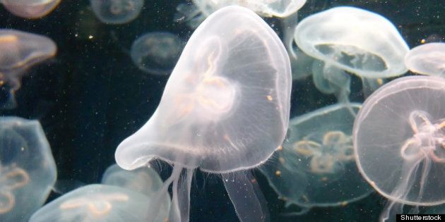 this is the jellyfish underwater