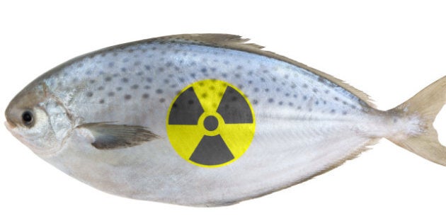 radioactive raw fish isolated...