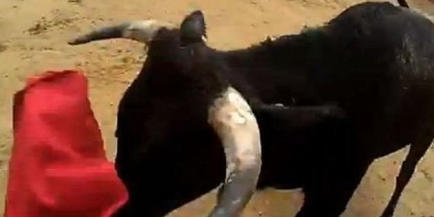 Un toréro filme une corrida en caméra embarquée