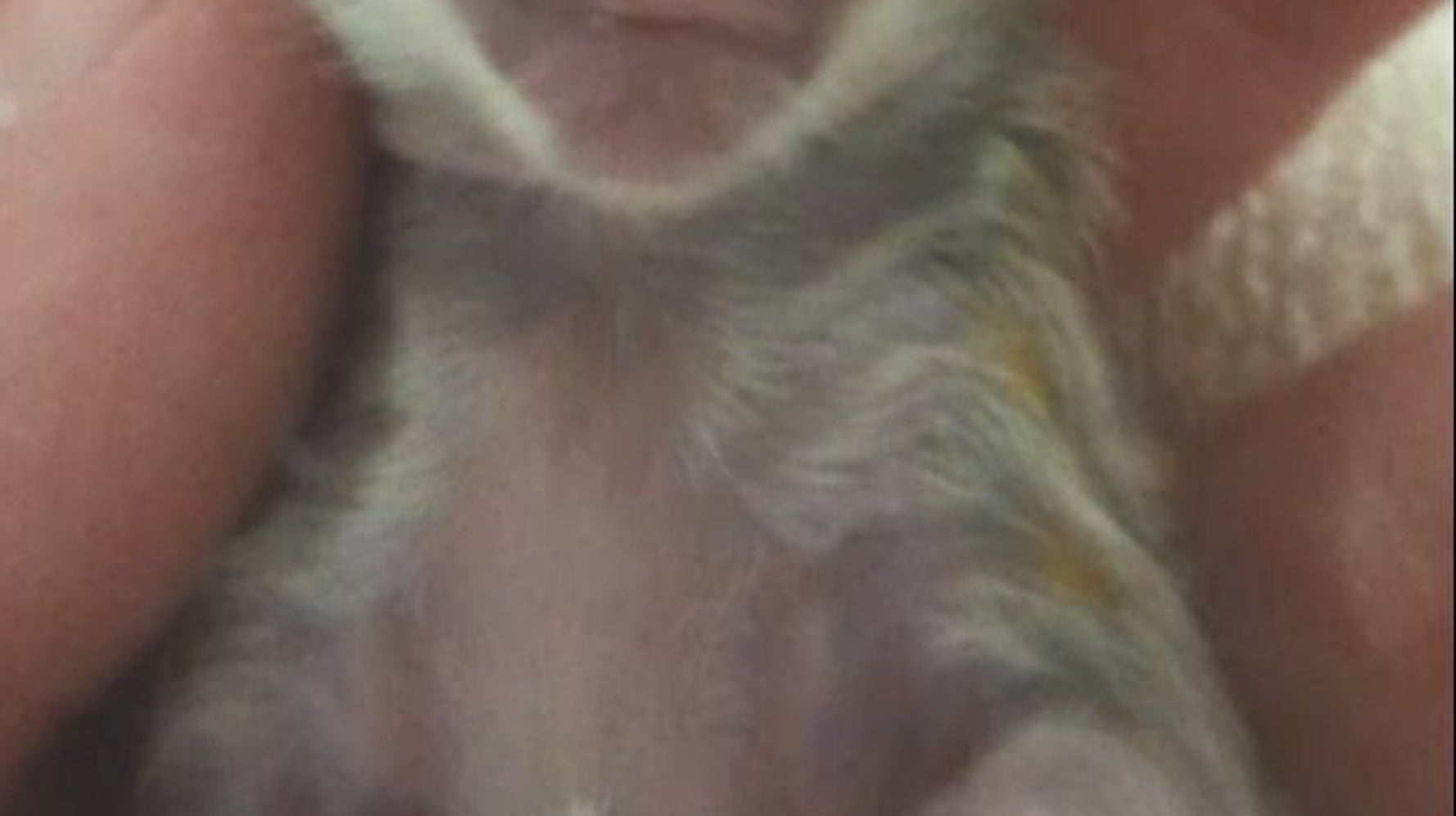 Cleyed Le Cyclope Le Bebe Tigre Du Bengale Ne Avec Un Seul œil Video Photos Huffpost Quebec Nouvelles Cleyed Le Cyclope Le Bebe Tigre Du Bengale Ne Avec Un Seul œil Video Photos Huffpost Quebec Nouvelles