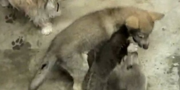 Video Bebe Grizzly Et Bebe Loup S Amusent Huffpost Quebec Nouvelles Video Bebe Grizzly Et Bebe Loup S Amusent Huffpost Quebec Nouvelles