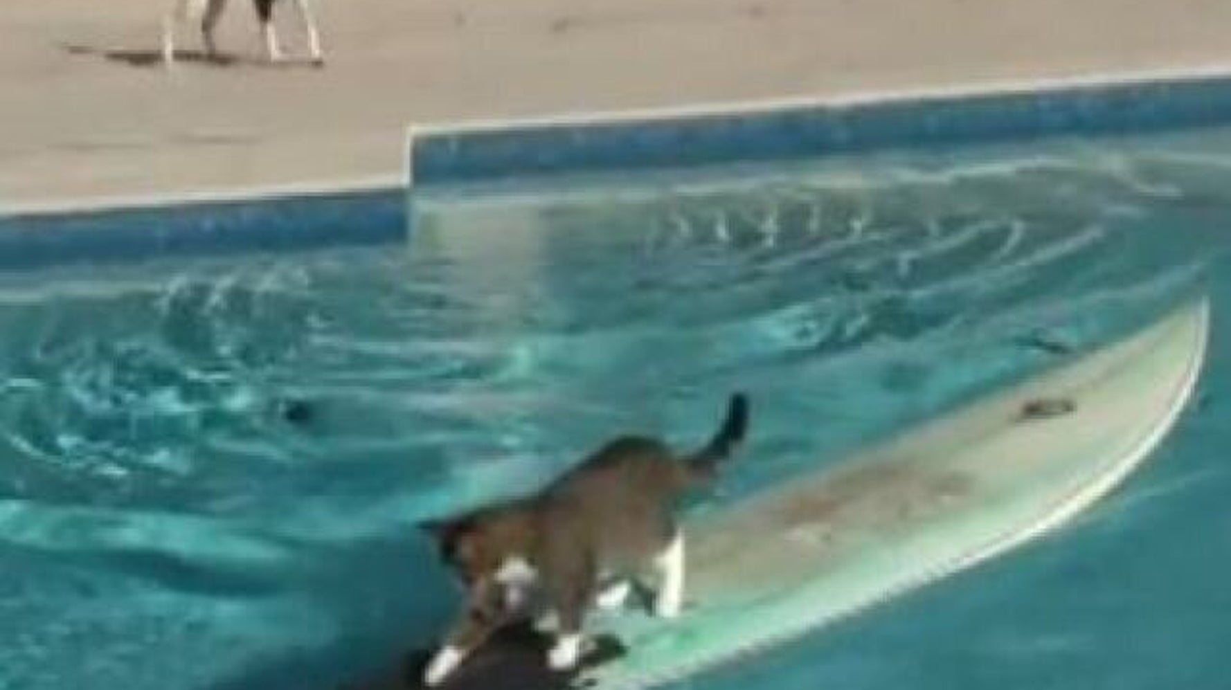 Un Chat Surfe Pour Echapper A Un Chien Video Huffpost Quebec Nouvelles