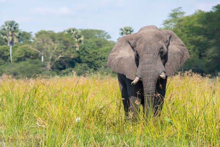 An elephant in Liwonde National Park, Malawi.