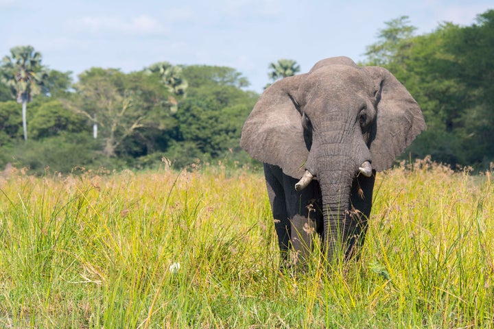 An elephant in Liwonde National Park, Malawi.