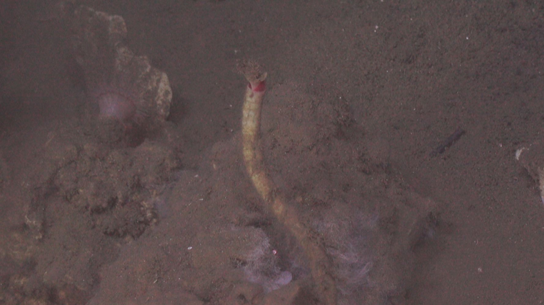 Scientists Just Discovered A Bizarre Deep Sea Tubeworm Off The Atlantic Coast Huffpost 4725