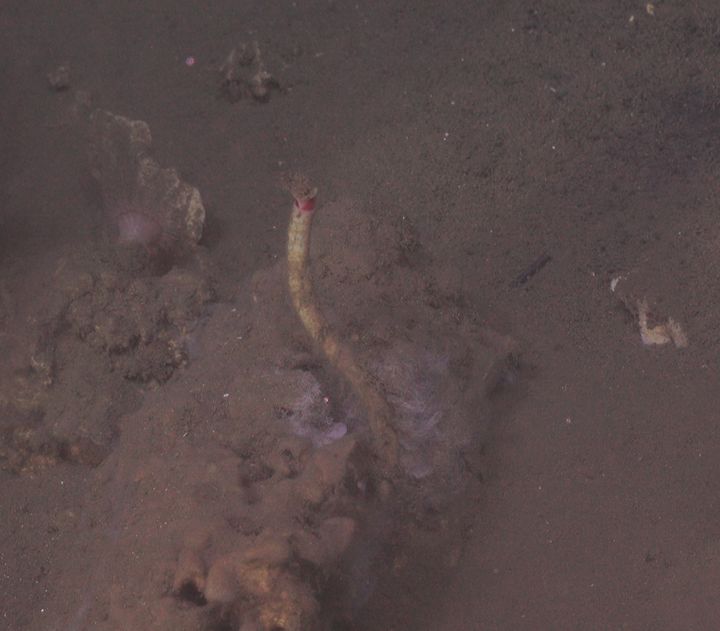 A tubeworm growing at a methane seep off the coast of North Carolina. The worm's red plume can be seen extending from the top of its white tube-like structure. 