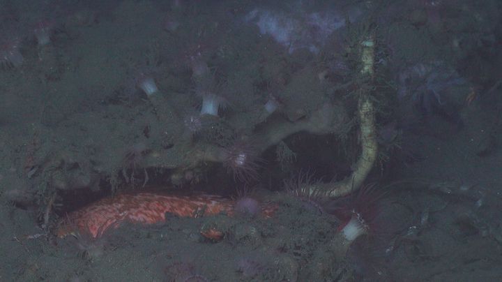 A deep-sea tubeworm (right) growing from under a carbonate outcrop off the coast of North Carolina, surrounded by anemones and fish.