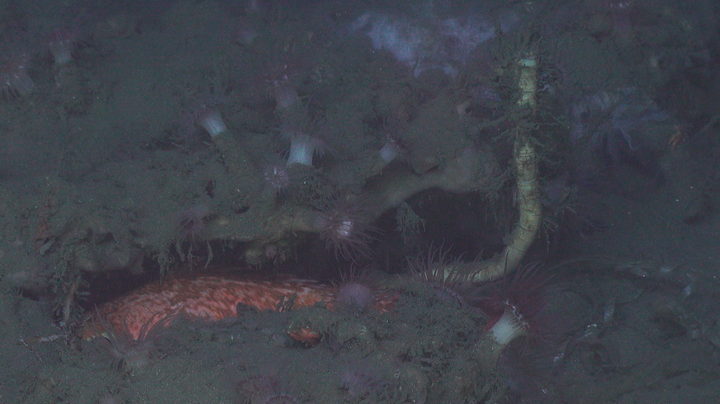 A deep-sea tubeworm (right) growing from under a carbonate outcrop off the coast of North Carolina, surrounded by anemones an