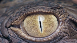 Safari Hunt Objectors Are Talking A Load Of