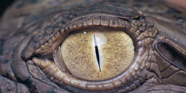 Eye of a Nile Crocodile (Crocodylus niloticus)