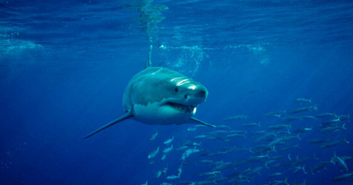 Shark Culling May Not Reduce The Number Of Attacks | HuffPost News