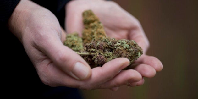 Close-up of hands holding marijuana strains