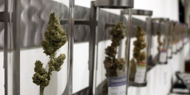 Cannabis is on display at Shango Premium Cannabis, in Portland, Ore., Wednesday, Sept. 30, 2015. Oregon marijuana stores have begun sales to recreational users, marking a big day for the budding pot industry in the state. Some of the more than 250 dispensaries in Oregon that already offer medical marijuana opened their doors early Thursday to begin selling the drug just moments after it became legal to do so. (AP Photo/Timothy J. Gonzalez)