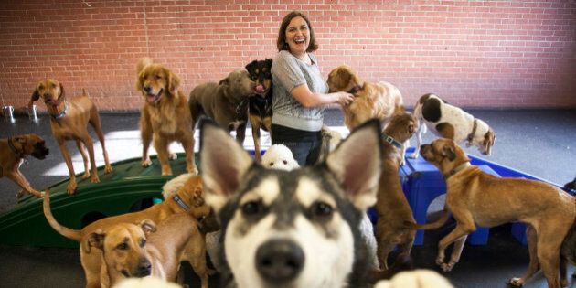In this photo taken Friday, Dec. 7, 2012, Andrea Servadio, founder and owner of Fitdog, poses for a photo at her doggy daycare in Santa Monica, Calif. Last year, more than half of the 13 dog handlers at Fitdog Sports Club unexpectedly quit. Like many small business owners who face problems with employee retention, Servadio knew she needed to make changes so that Fitdog employees would want to work there for a longer stretch. (AP Photo/Damian Dovarganes)