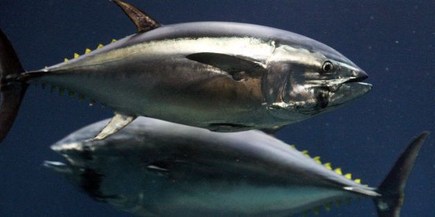 These bluefin tuna have no idea how good they taste with melted cheese.
