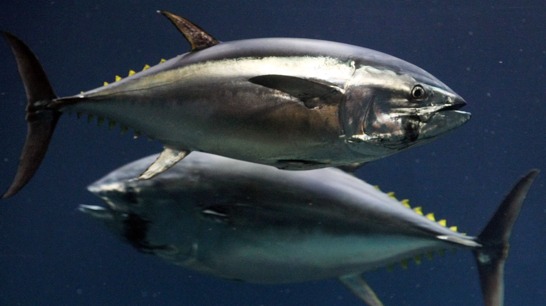 Your 10 Favourite Tuna Brands, Ranked From EcoFriendliest To Worst