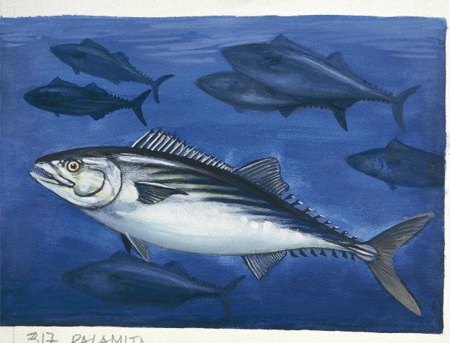 This is an Atlantic bonito, which is similar to a tuna and tastes like tuna but is not tuna. But we put it in anyway because we liked this sketch.