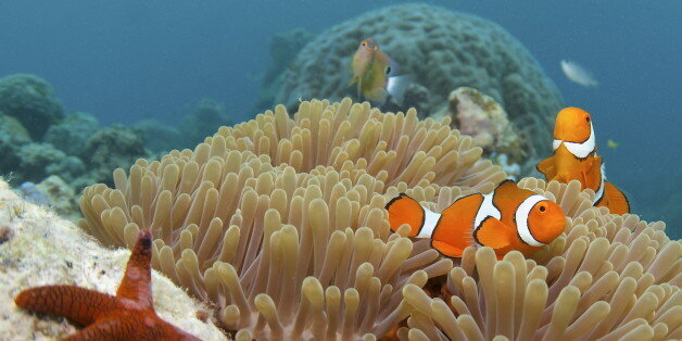 13 Fun Facts You Didn T Know About The Great Barrier Reef HuffPost News   5cd348252100003000d323c4 