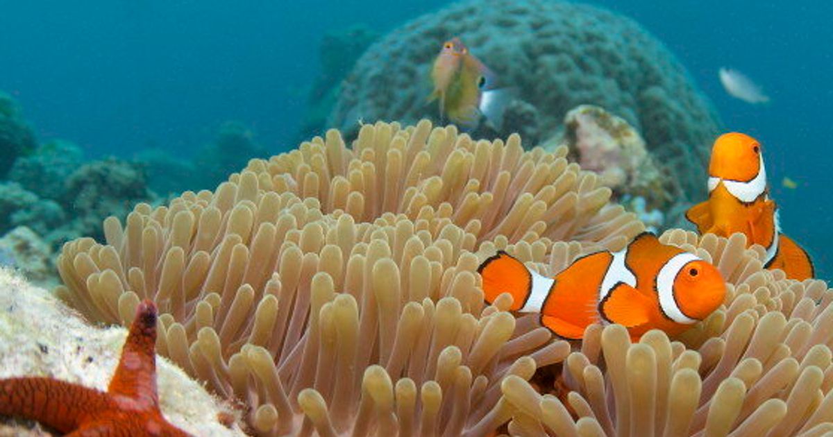 13 Fun Facts You Didn't Know About The Great Barrier Reef | HuffPost News
