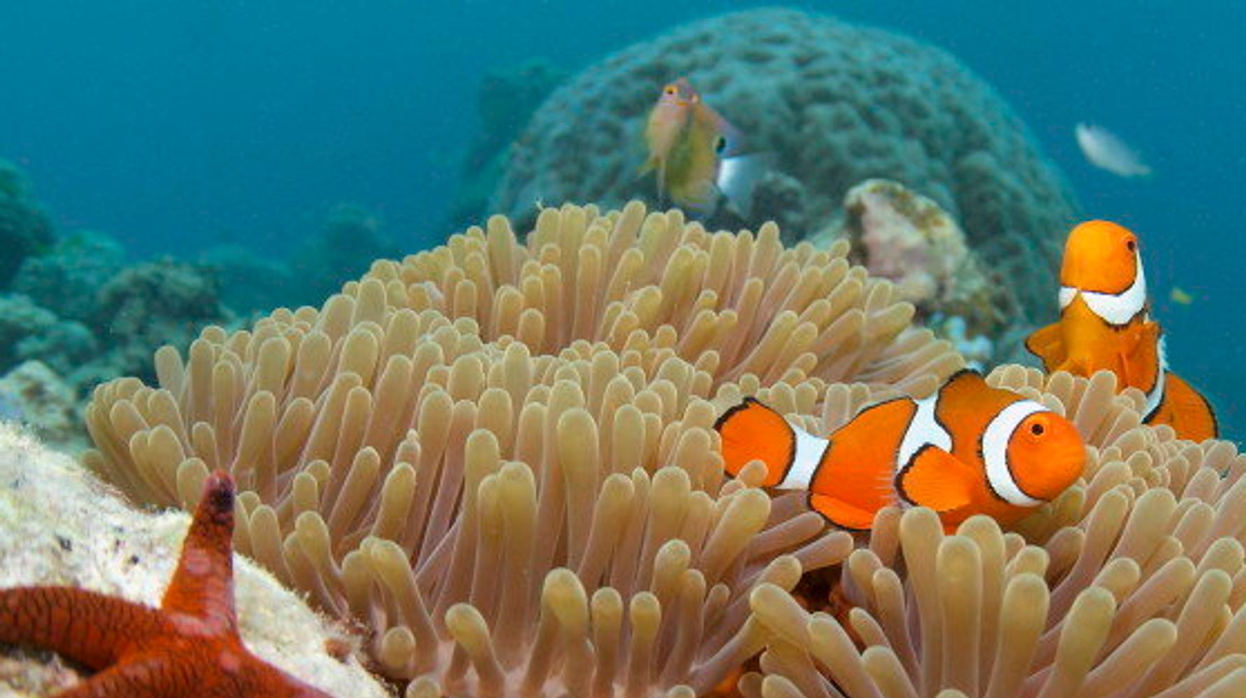 Great Barrier Reef Plants