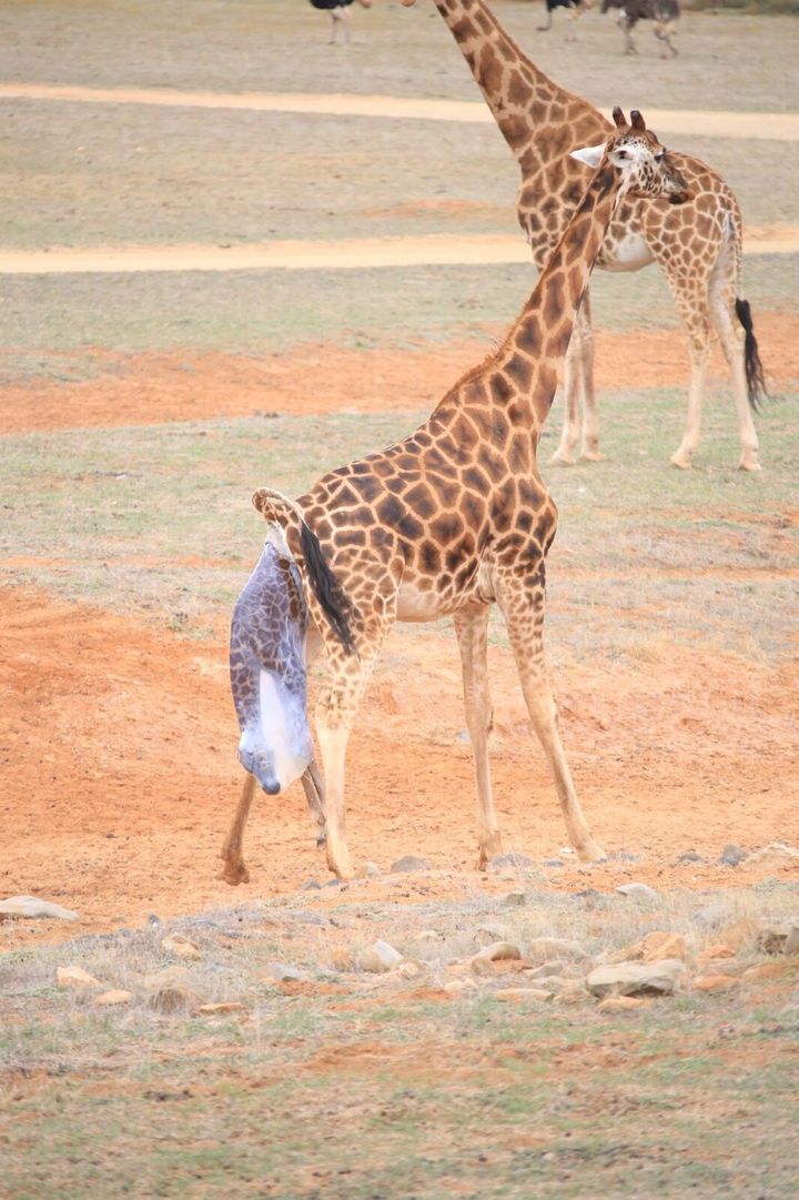 Admittedly, this one is a bit graphic. But did you know that giraffes are welcomed into the world with a 1.5 metre fall?