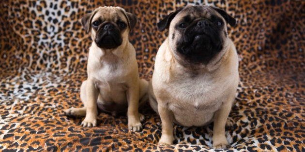 Two Pug dogs sitting against animal print background