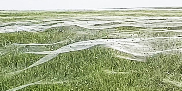 Layers of spider webs cover a field in New Zealand
