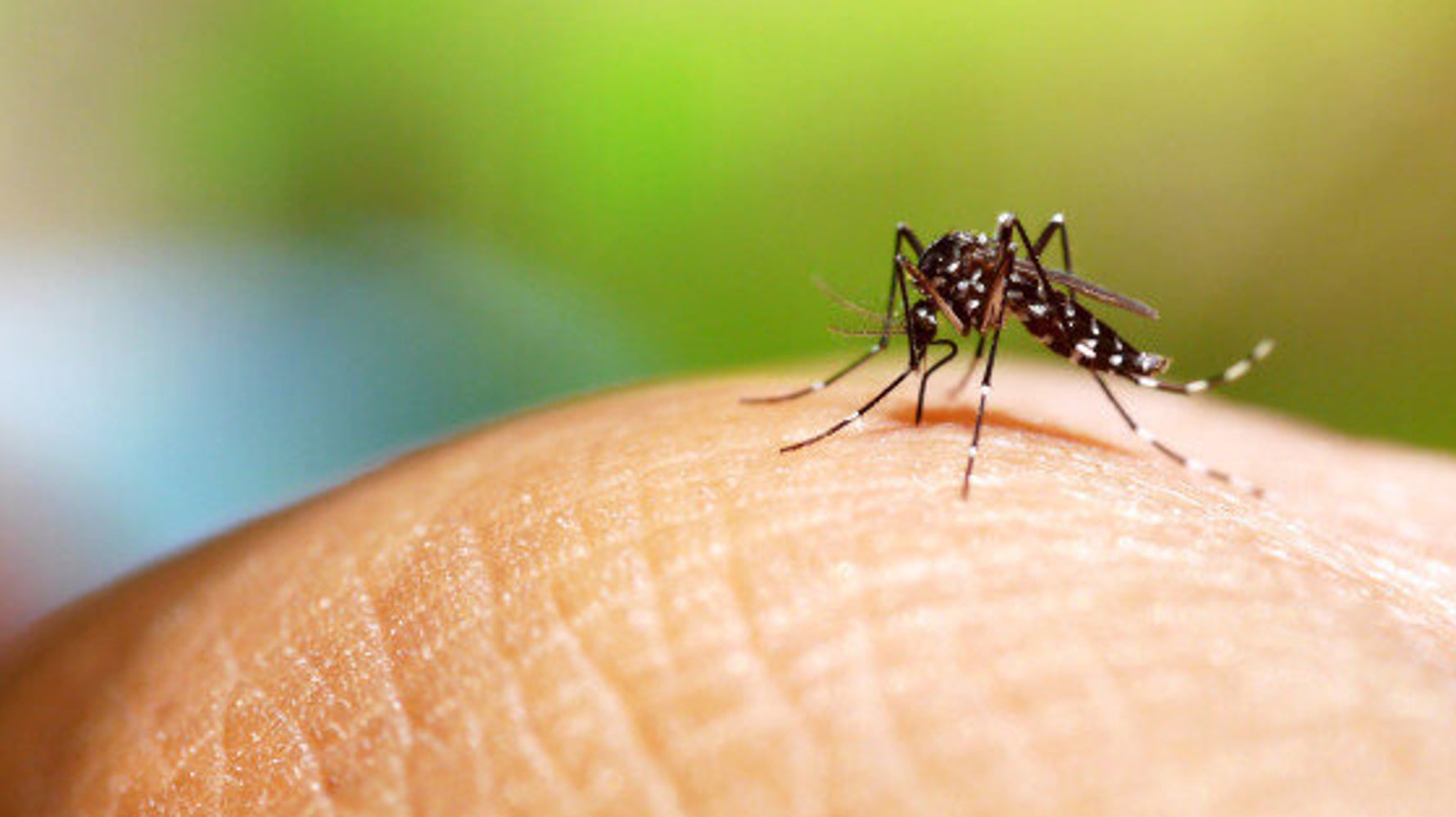 How Australia Is Stopping DengueInfected Mosquitoes Spreading HuffPost Australia News