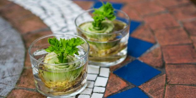 How to regrow celery from leftovers at home
