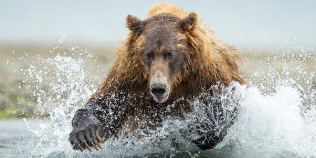 USA, Alaska, Katmai National Park, Coastal Brown Bear (Ursus arctos) leaping after salmon in spawning stream