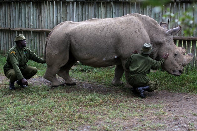 Only three northern white rhinos are known to be in existence.