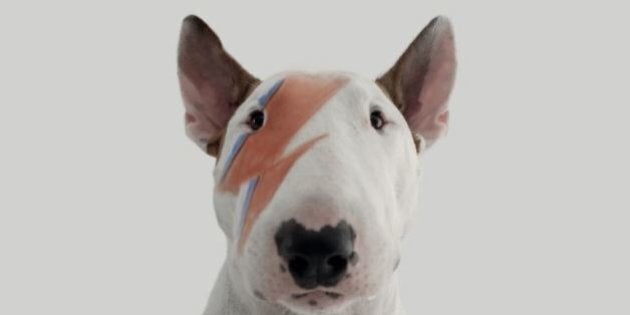 Famous english clearance bull terriers