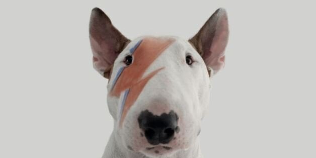 jimmy the bull terrier
