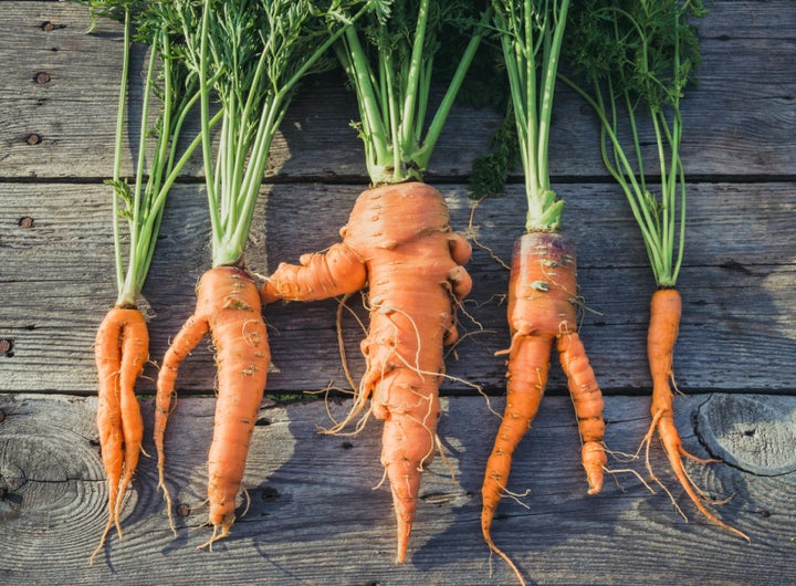 These carrots might look a little funny but they're still delicious and edible.