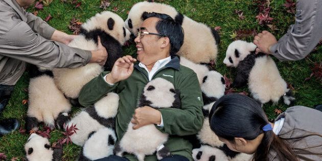 Zhang HeminââPapa Pandaâ to his staffâposes with cubs born in 2015 at Bifengxia Panda Base. âSome local people say giant pandas have magic powers,â says Zhang, who directs many of Chinaâs panda conservation efforts. âTo me, they simply represent beauty and peace.â