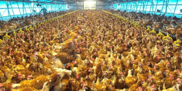The indoor enclosure of a free range egg producer with a stocking density of 10,000 hens per hectare, which meets the new Government guidelines released on Wednesday.