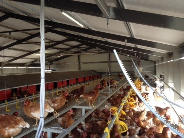 The indoor enclosure at Buckelberry Farm in Victoria, which has a stocking density of 1,500 hens per hectare. This meets the standards of the Humane Society, the RSPCA and Australia's Model Code of Practice.