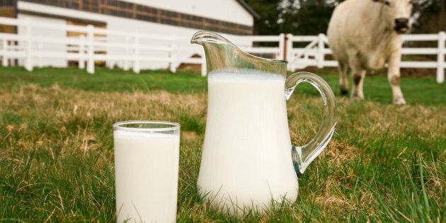 Low angle view of a pitcher and a glass full of fresh milk sitting in the pasture with a large cow in the background; copy space